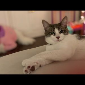 Meet your Posher, Gana